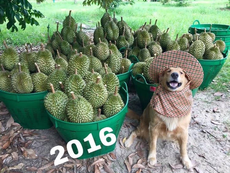 Jubjib the Golden Retriever Durian Harvest Dog in Thailand