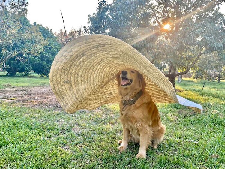 Jubjib the Golden Retriever Durian Harvest Dog in Thailand