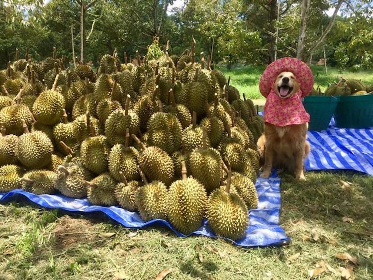 Jubjib the Golden Retriever Durian Harvest Dog in Thailand