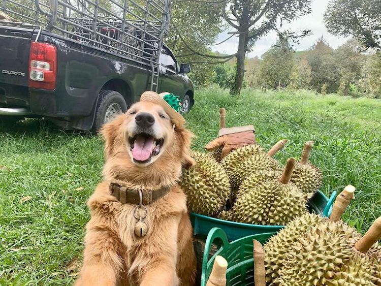 Jubjib the Golden Retriever Durian Harvest Dog in Thailand