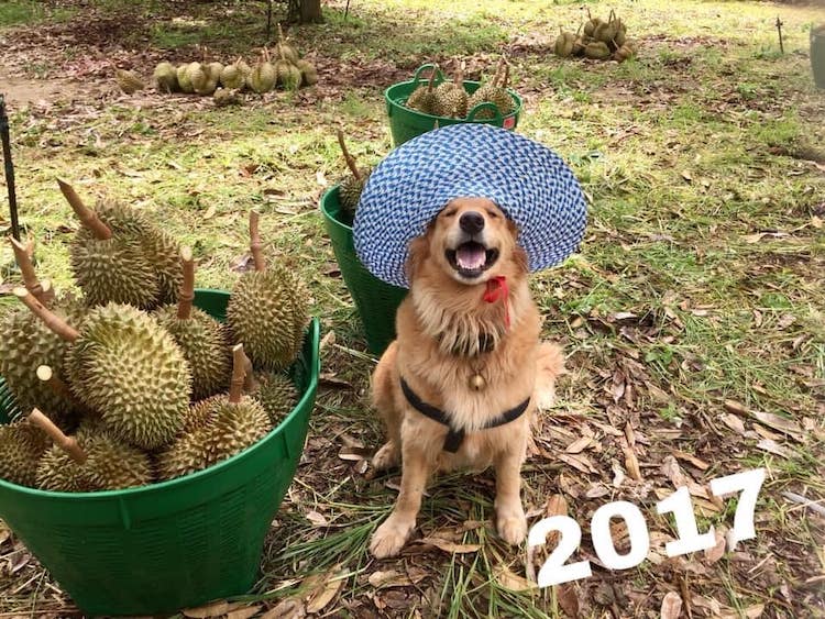 Jubjib el Golden Retriever de tailandia