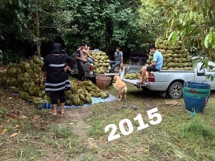 Jubjib the Golden Retriever Durian Harvest Dog in Thailand