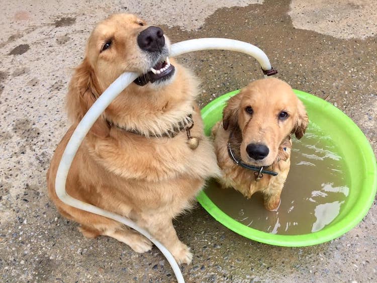 Jubjib the Golden Retriever Durian Harvest Dog in Thailand