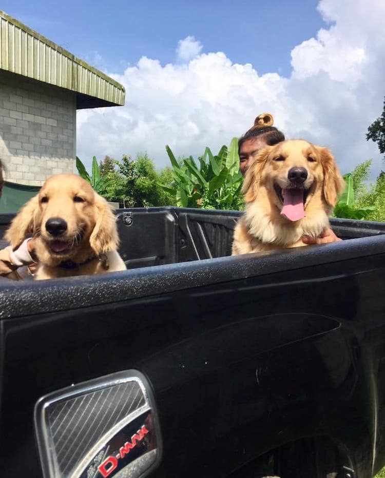 Jubjib the Golden Retriever Durian Harvest Dog in Thailand