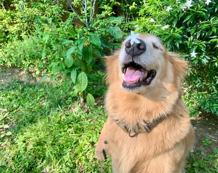 Jubjib the Golden Retriever Durian Harvest Dog in Thailand