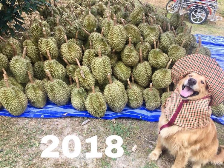 Jubjib the Golden Retriever Durian Harvest Dog in Thailand