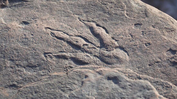 National Museum of Wales Dinosaur Footprint Discovered by 4-year-old