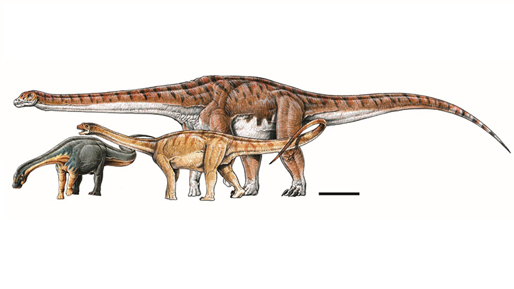 Titanosaur in Argentina May Belong to the Largest Land Animal