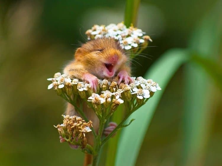 Fotografo Captura Adorable Raton De Campo Sonriendo Sobre Una Flor