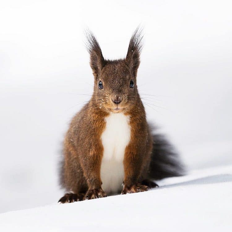 Photo d'un écureuil par Andrea Zampatti