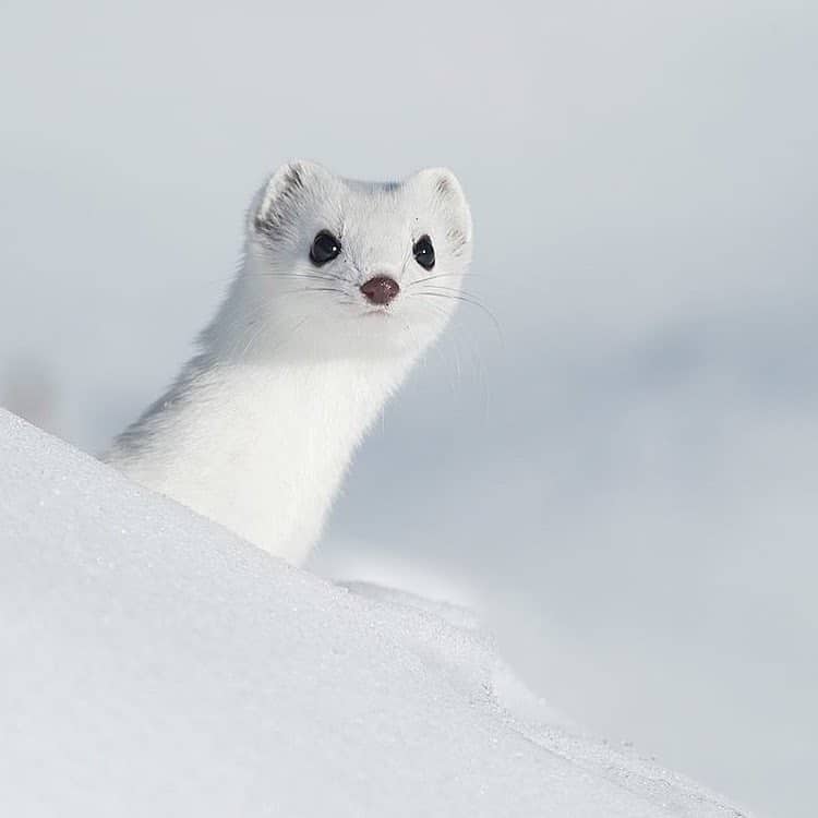 fotos de animales tiernos por Andrea Zampatti