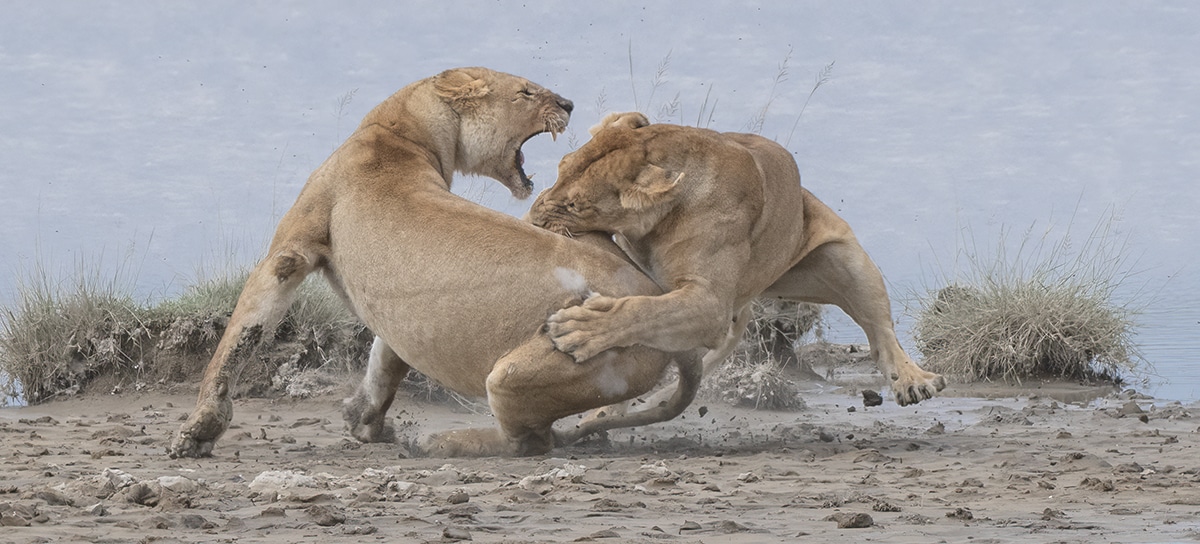 OR © Patrick Nowotny Lion Fight