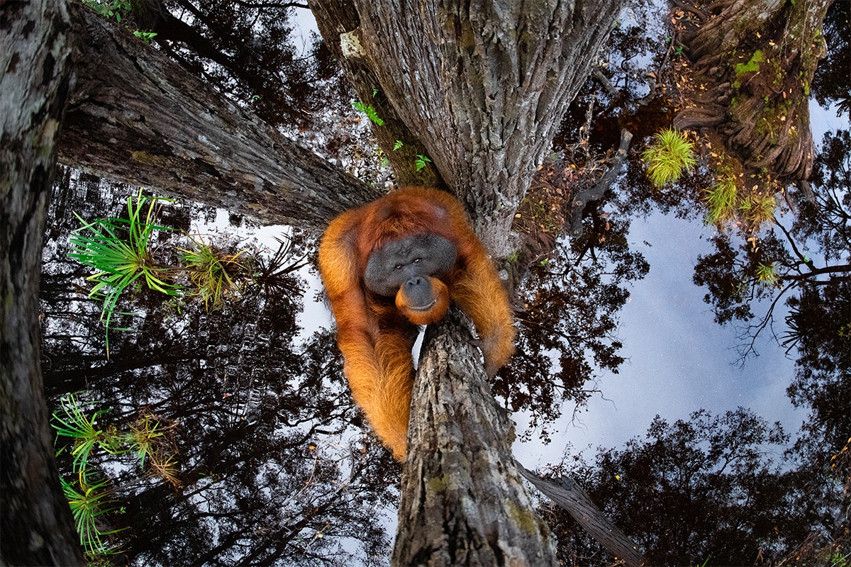 GOLD © Thomas Vijayan_Le monde va à l'envers Gagnant du World Nature Photography Awards