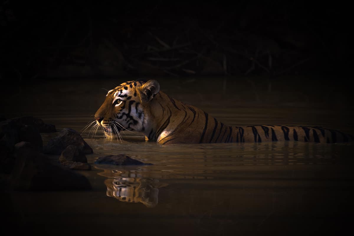 "Bath Time" by Nick Dale. A bengal tigress