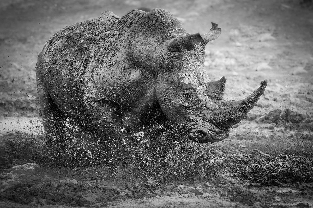 SILVER © Darren Donovan Muddy Rhino