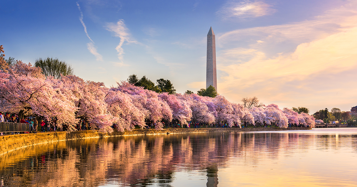 Qué saber sobre los cerezos en flor en Washington, DC