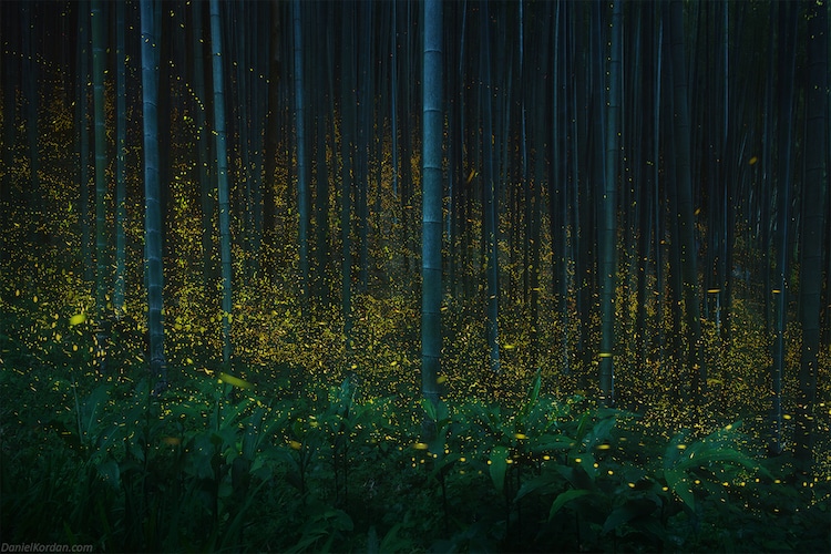 Hotaru: Firefly Season in Japan