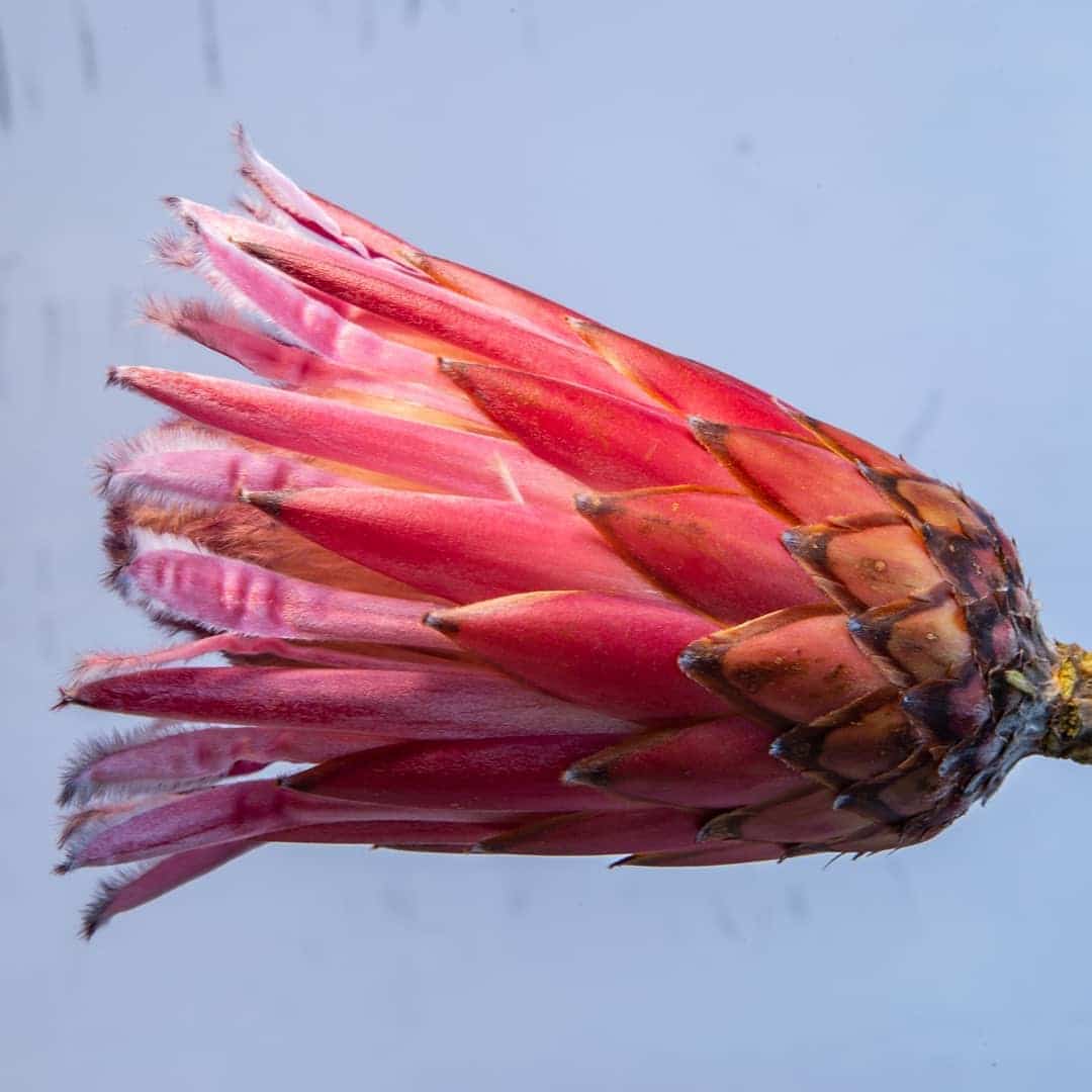 Flower Petal and Leaf Animal Photo Illustrations by Josh Dykgraaf