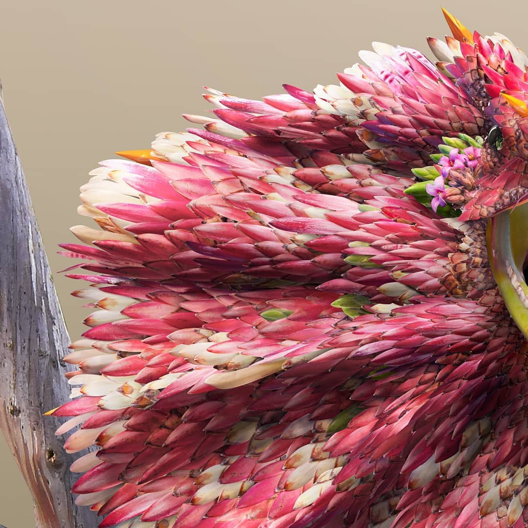 Flower Petal and Leaf Animal Photo Illustrations by Josh Dykgraaf