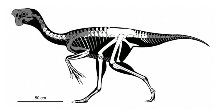 Fossil Oviraptorid Oviraptor Theropod Dinosaur
