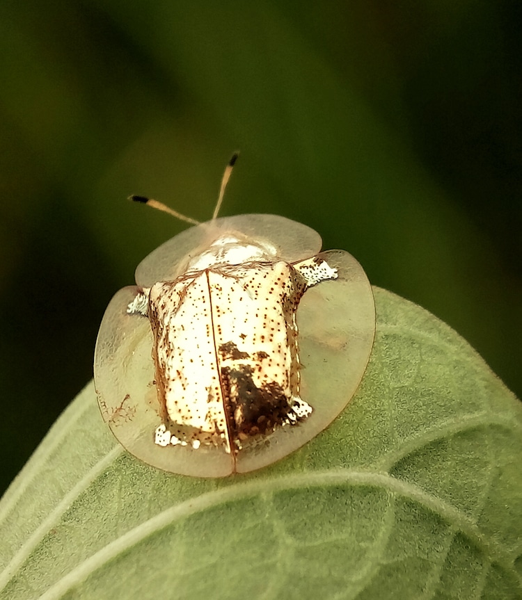 Dazzling Golden Tortoise Beetles Look Like Tiny Turtles On A Leaf