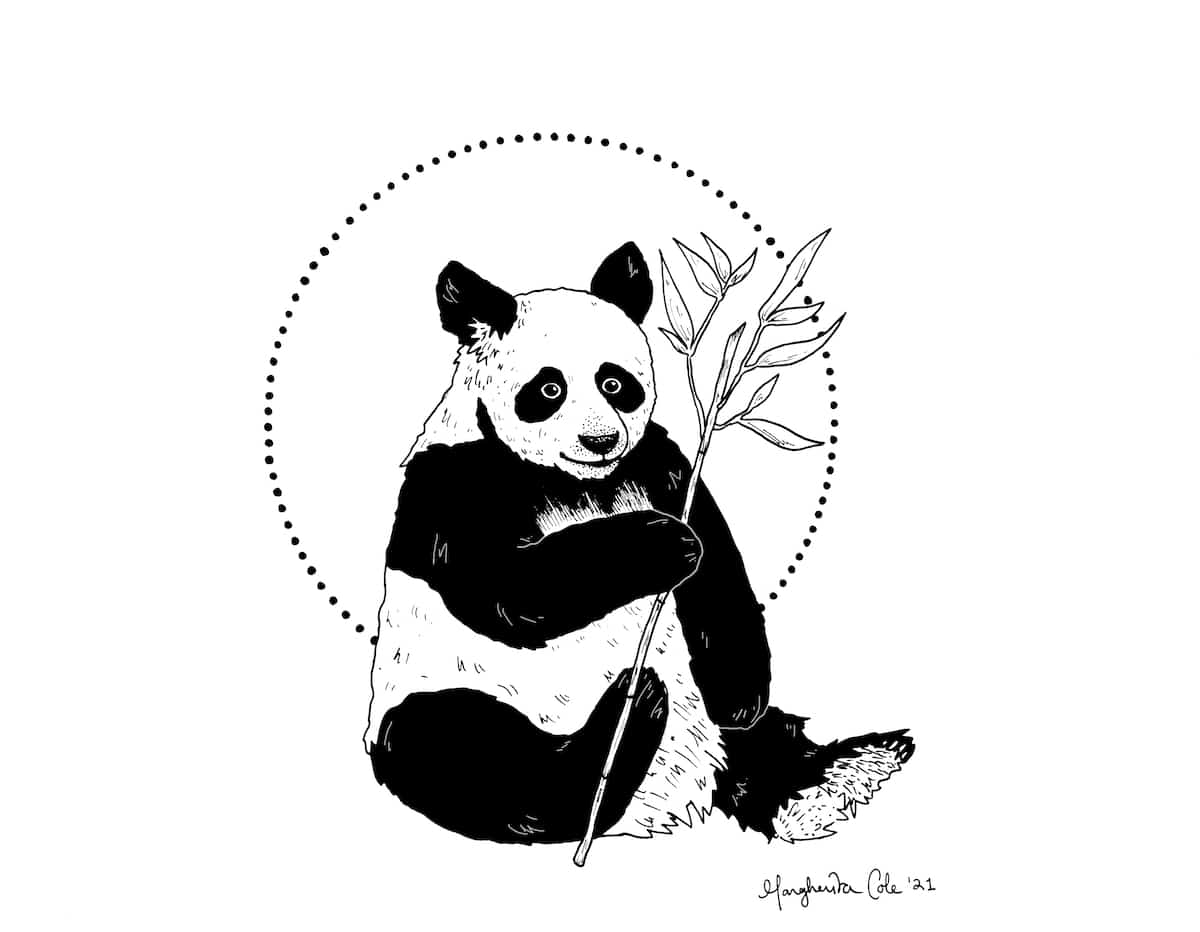 Learn How to Draw a Panda Holding a Piece of Bamboo LaptrinhX / News