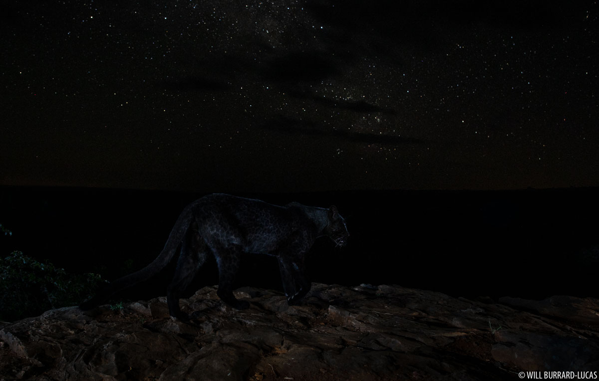 pantera negra bajo las estrellas