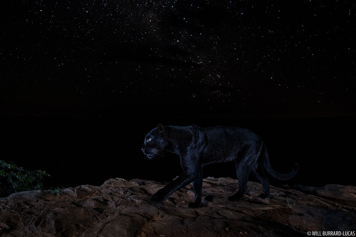 pantera negra bajo las estrellas