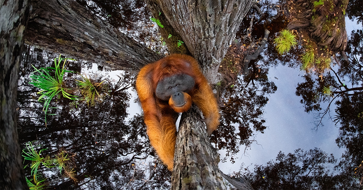 Økologi Clancy materiale Winners of the 2020 World Nature Photography Awards Are Announced