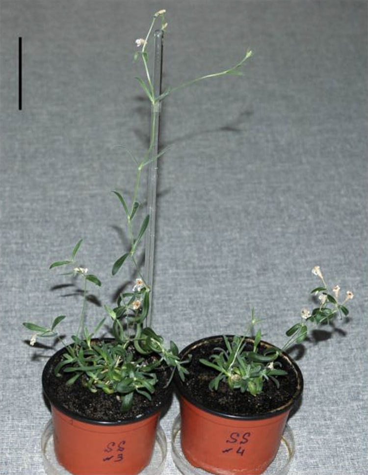ADN de plantes préhistoriques anciennes du pergélisol