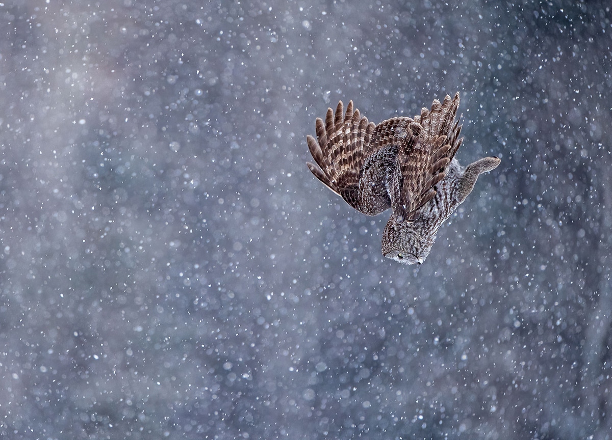 fotografia de aves