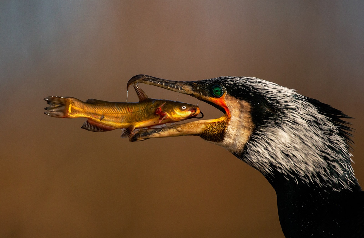 fotografia de aves