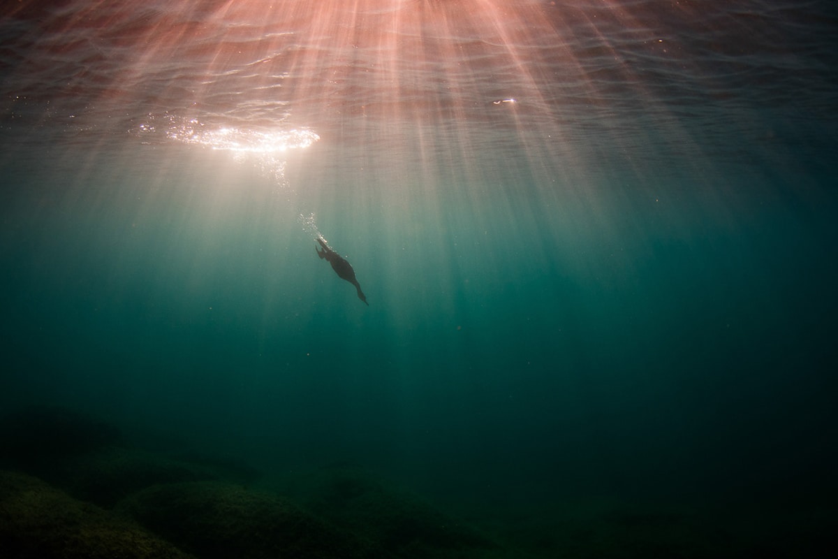 Bird Photographer of the Year 2021 Photo Contest