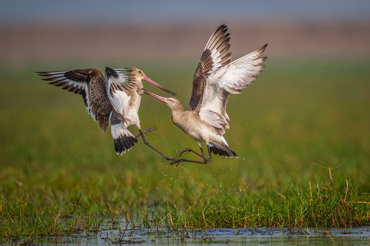 BPOTY 2021 Finalists