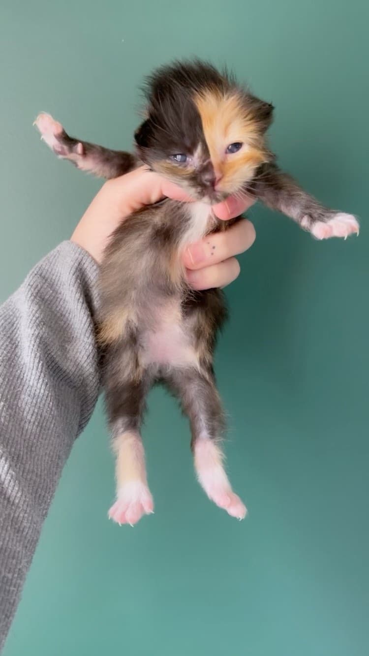 Apricot the Chimera Kitten