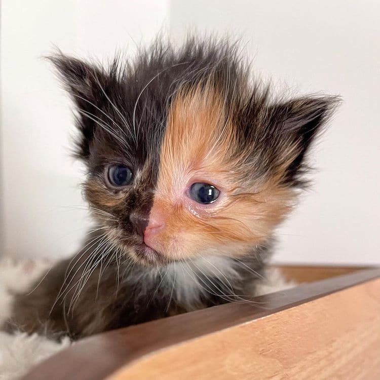 Apricot the Chimera Kitten