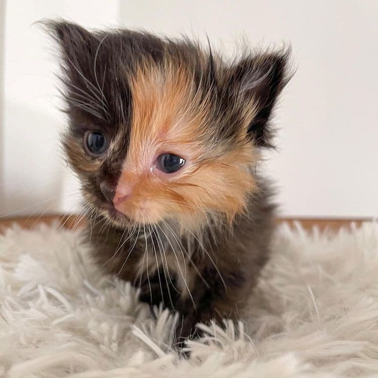 Apricot the Chimera Kitten