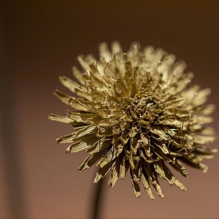 Metal Dandelion Sculptures by Shota Suzuki