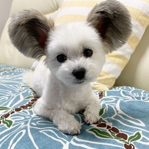 Dog with Giant Fluffy Ears Looks Just Like a Real-Life Mickey Mouse