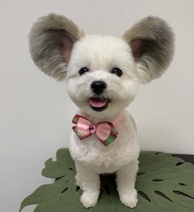 Dog with Giant Fluffy Ears Looks Just Like a Real-Life Mickey Mouse