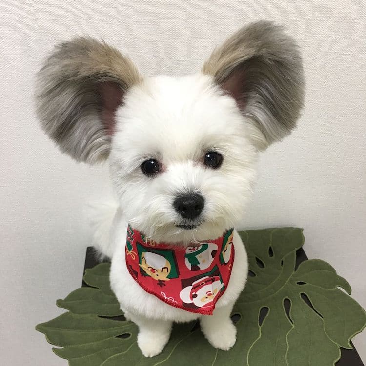 Goma the Mickey Mouse Dog