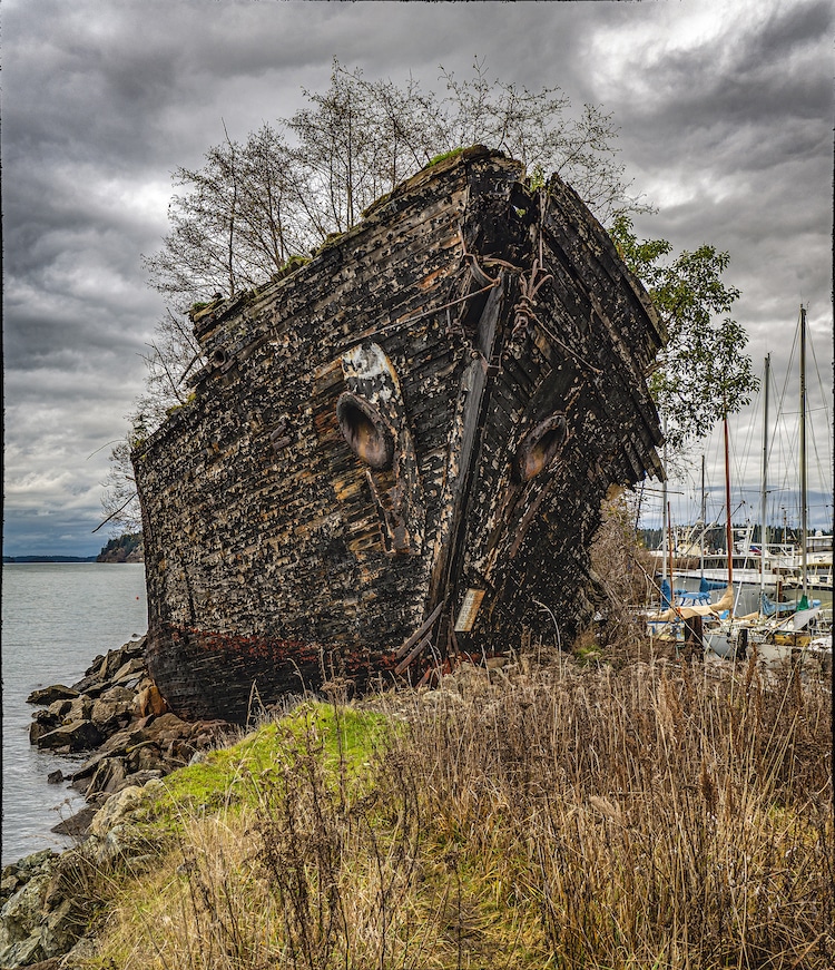 TreeFilled Ship Creatively Used as Breakwater in Washington State