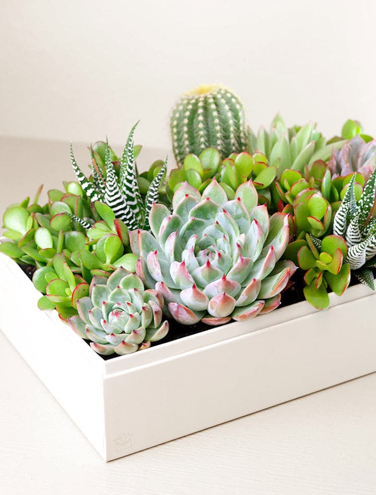 Succulents Box Delivery