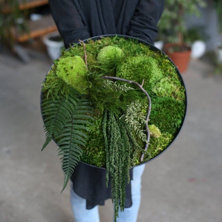 Moss Art by Anna Paschenko 