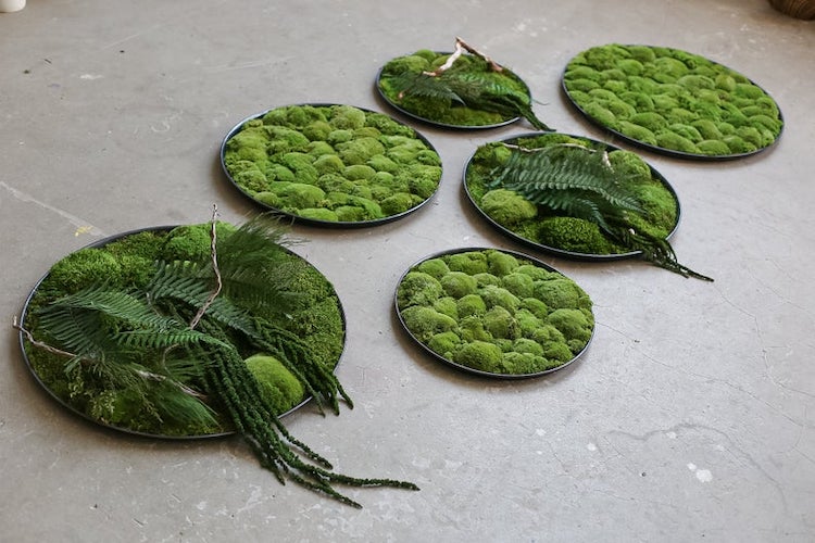 Moss Art by Anna Paschenko 