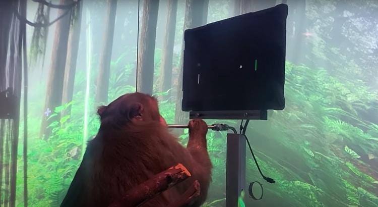 Monkey Playiying Videogame Using Neuralink Wireless BMI