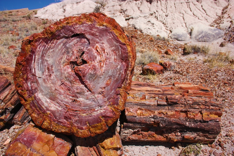 Petrified Forest in Arizona