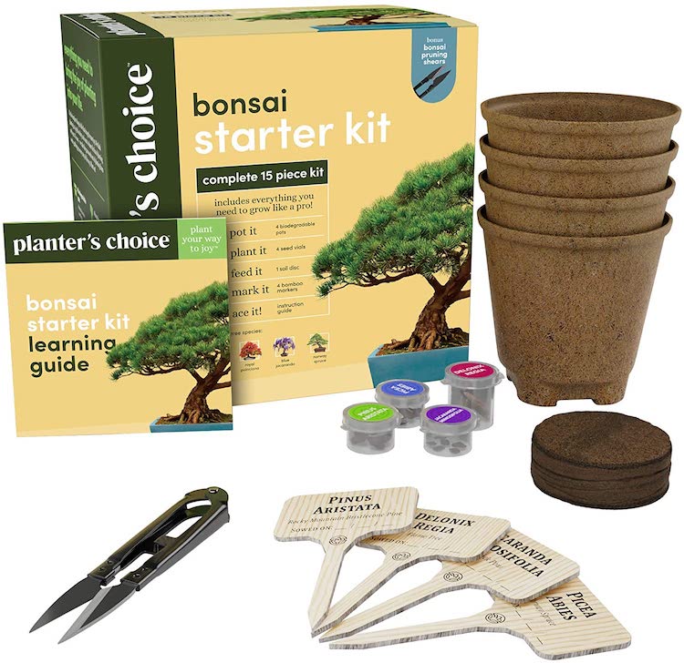 Planters Choice Bonsai Starter Kit