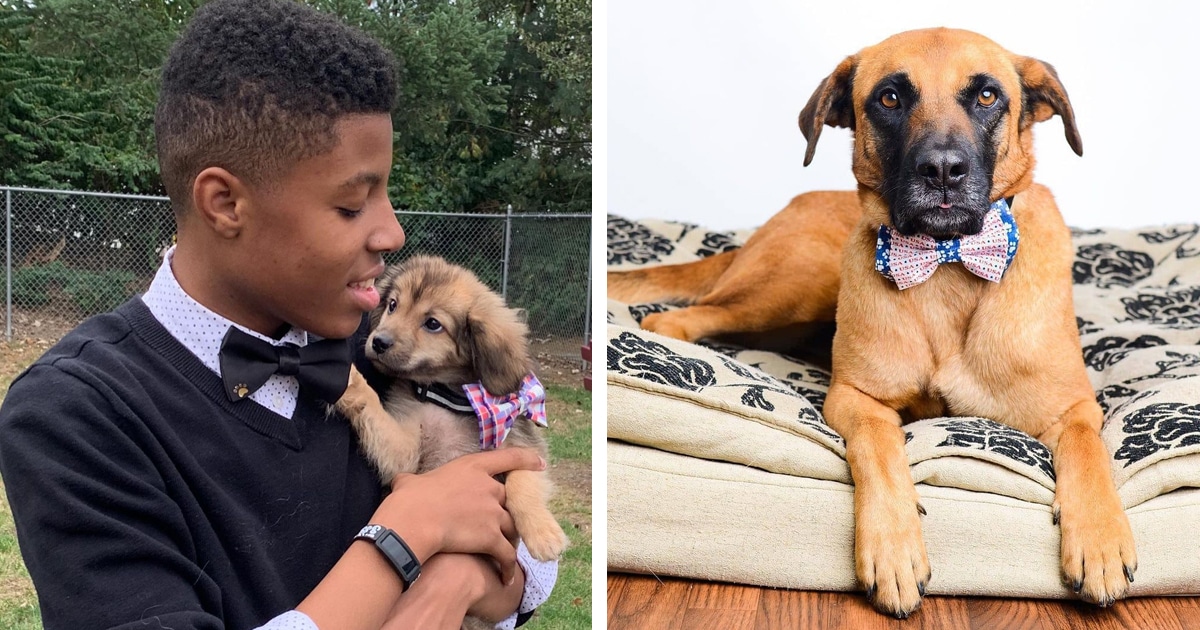 Kid makes bow ties for clearance dogs