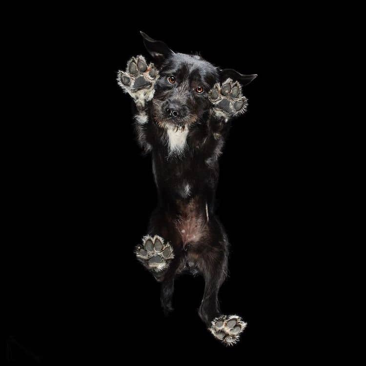 Fotógrafo produz imagens espetaculares de pets vistos por baixo